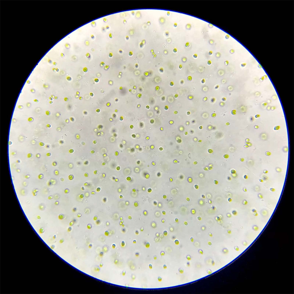 GREEN WATER FARM Poudre chlorelle concentrée, nourrissage des fairy shrimp simplifié