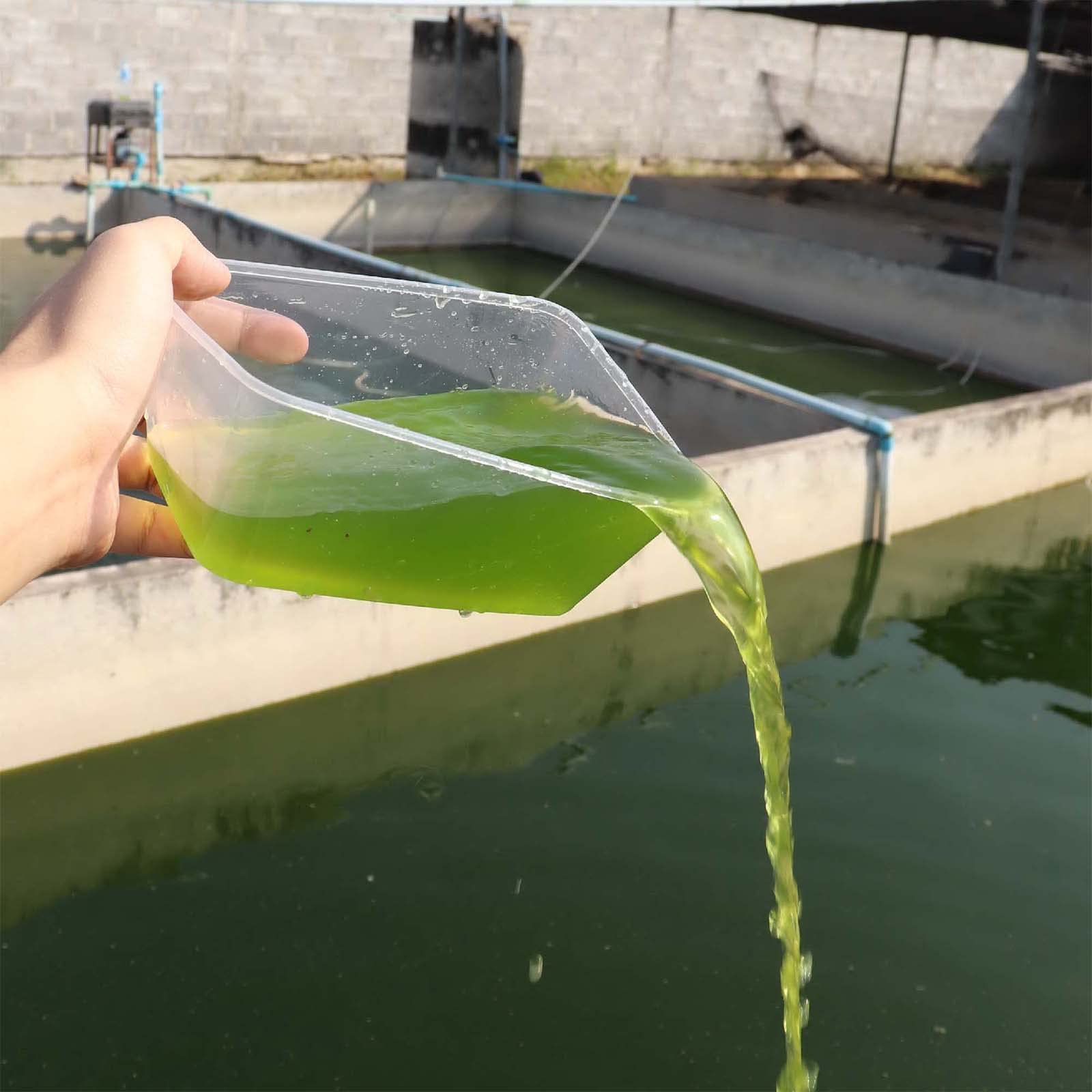 GREEN WATER FARM Poudre chlorelle concentrée, stockage à long terme sans humidité