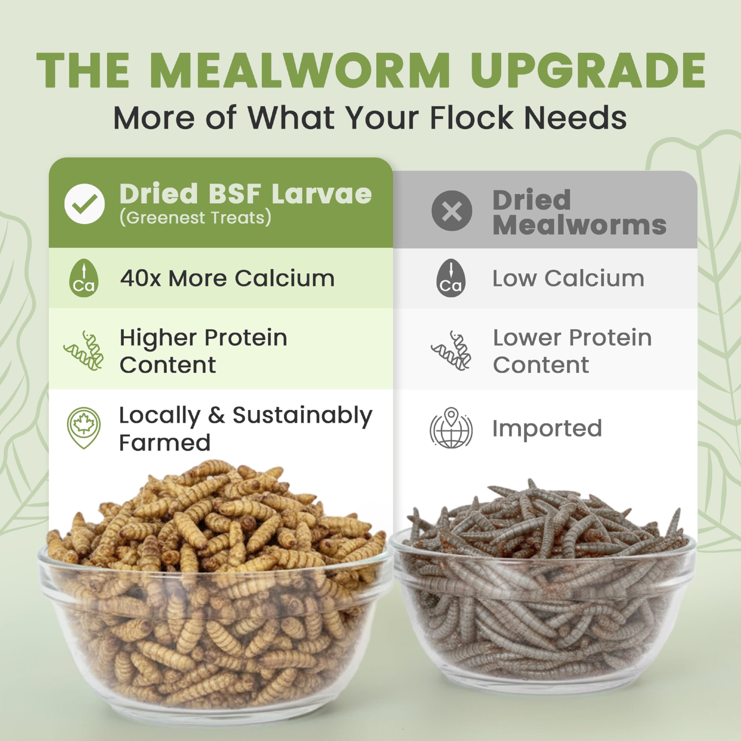 Greenest Treats - larves-mouche-soldat-noire-sèche: alternative durable aux vers pour l'alimentation.