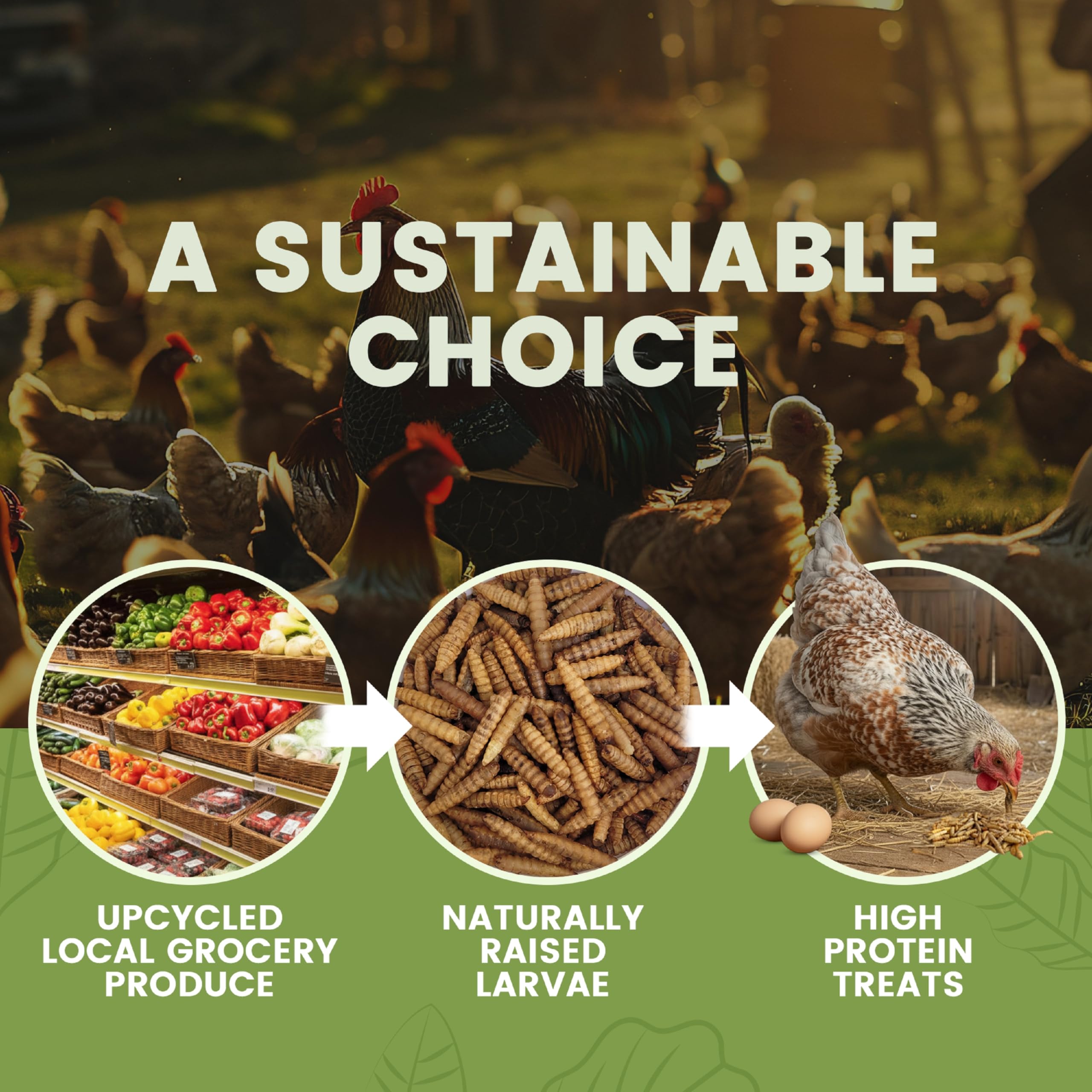 Greenest treats larves-noires-seches-non-ogm, option durable pour l'alimentation.
