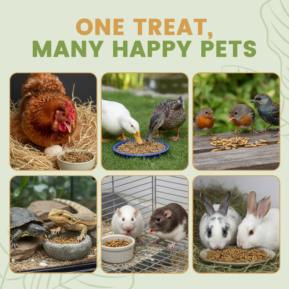 Greenest treats larves-noires-seches-proteine-calcium, soutien naturel des œufs et plumage.