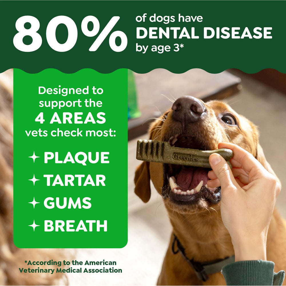 Chien en train de mastiquer Greenies, démontrant l’hygiène buccale et le plaisir.