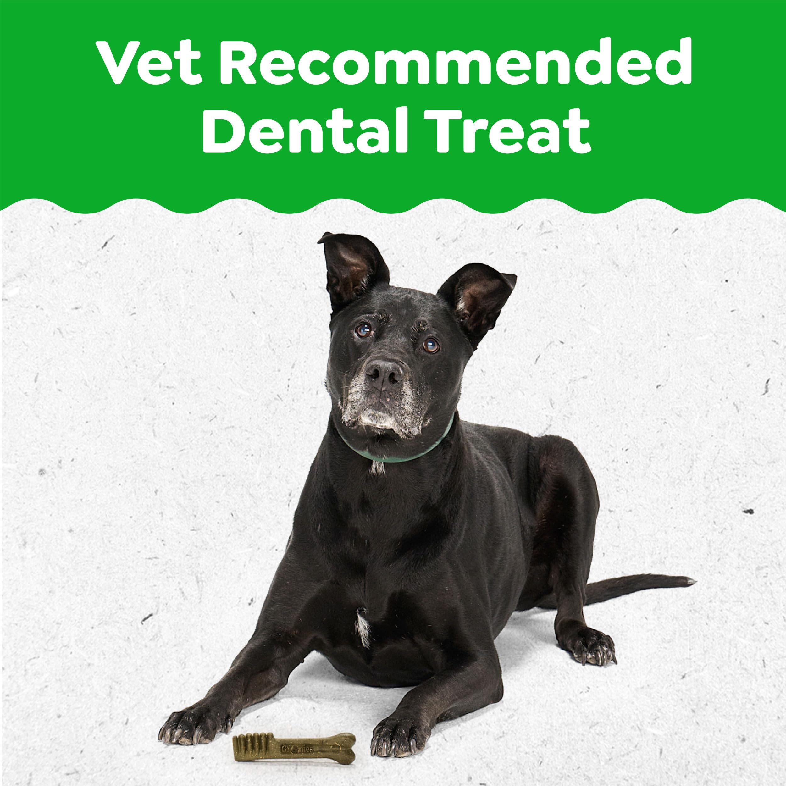 Greenies friandise dentaire, chien mâchant avec plaisir