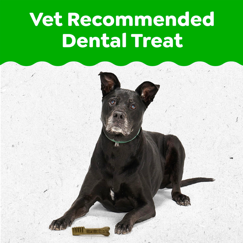 Greenies friandise dentaire, chien mâchant avec plaisir