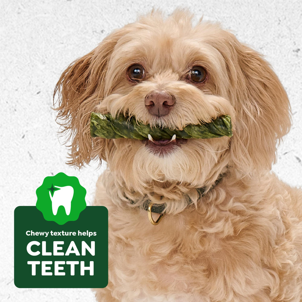 Greenies Occupy Twists dentition chien, aide potentielle lors de la mastication