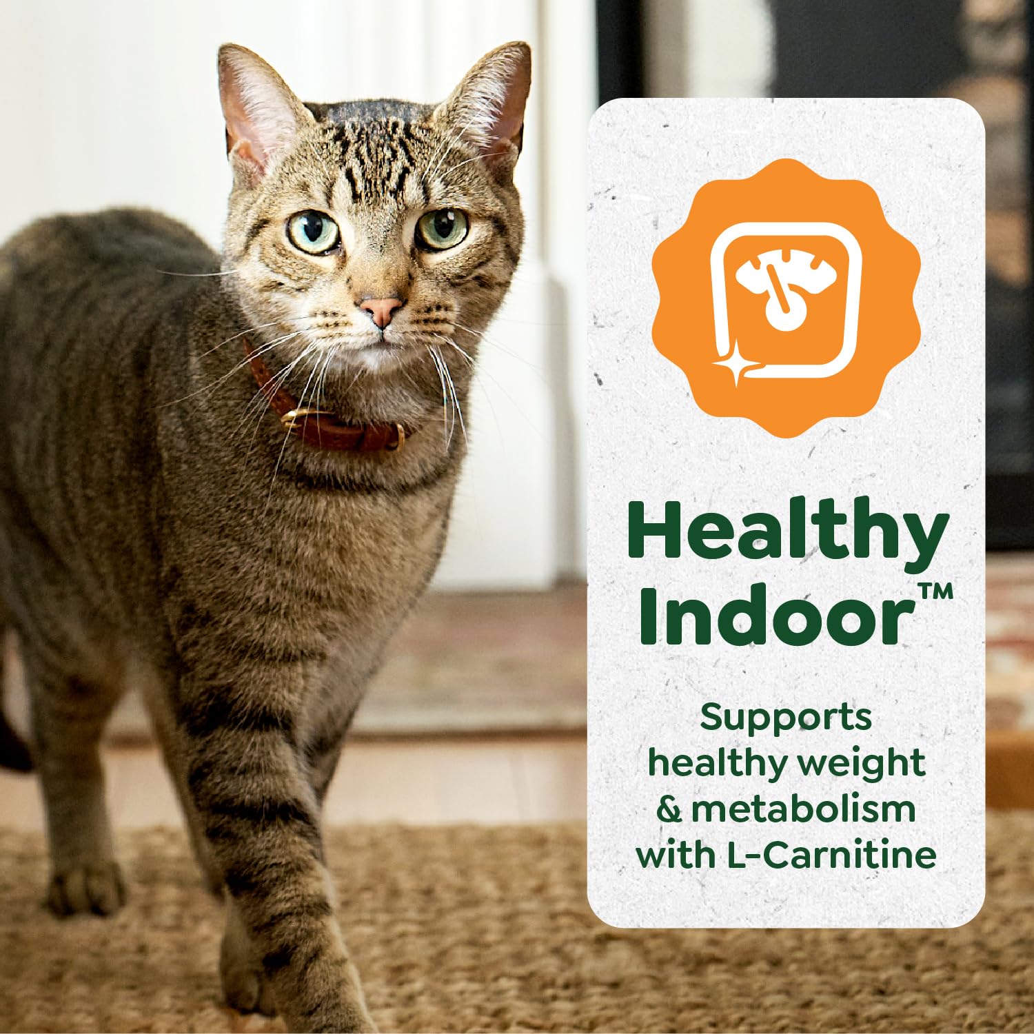 Greenies Sans grains: friandise sans céréales pour chats adultes.