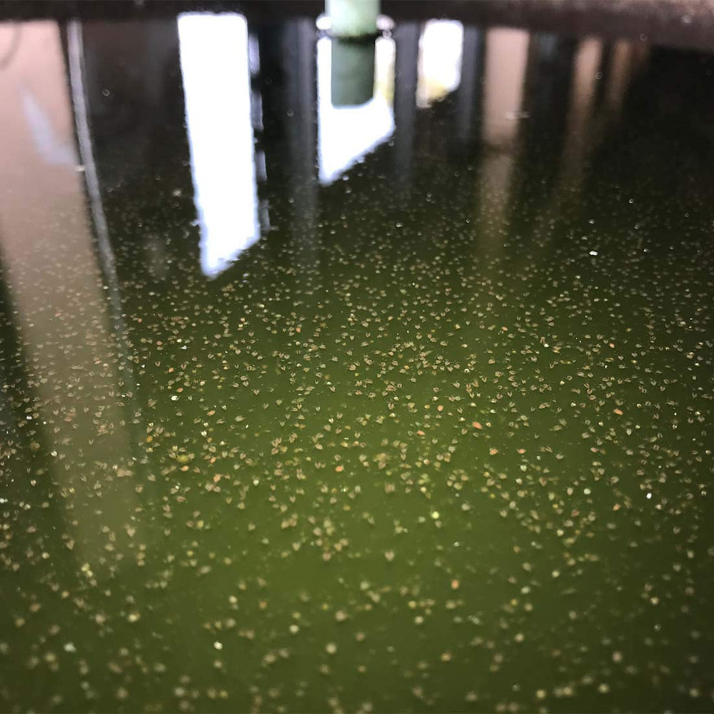 GreenWaterFarm alimentation vivante naturelle sans additifs chimiques.