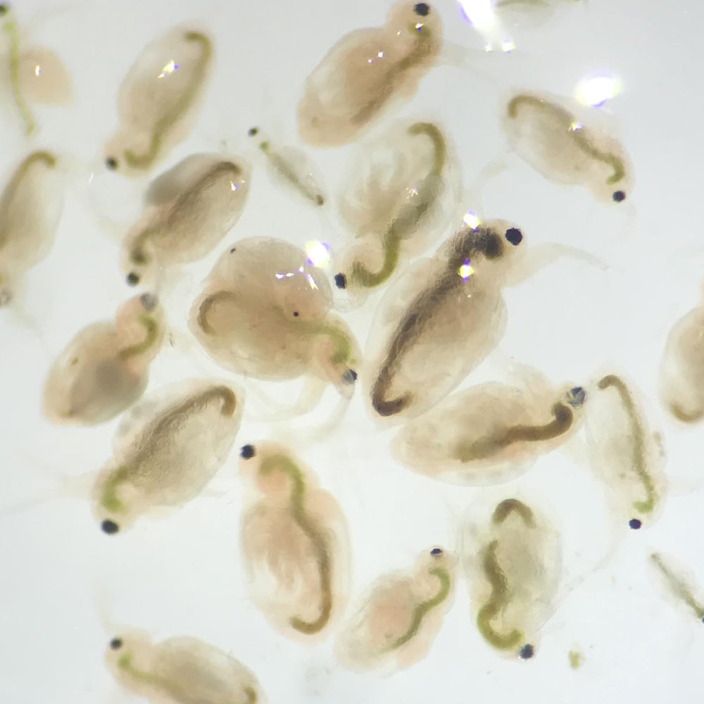 GreenWaterFarm culture aquatique Moina macrocopa pour éclosion naturelle.