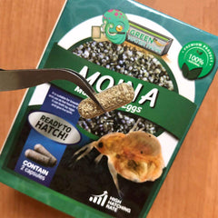 GreenWaterFarm nourriture vivante Moina macrocopa pour poissons actifs.