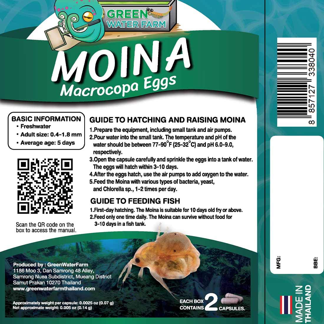 GreenWaterFarm œufs Moina macrocopa dans l'eau, prêts à être nourris.