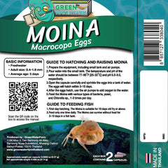 GreenWaterFarm œufs Moina macrocopa dans l'eau, prêts à être nourris.