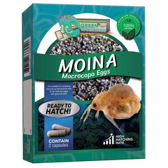 GreenWaterFarm œufs Moina macrocopa dans l'emballage, prêt à démarrer l'élevage.