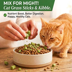 GREMBEB herbe chat lyophilisée, friandise naturelle prête à l’emploi.