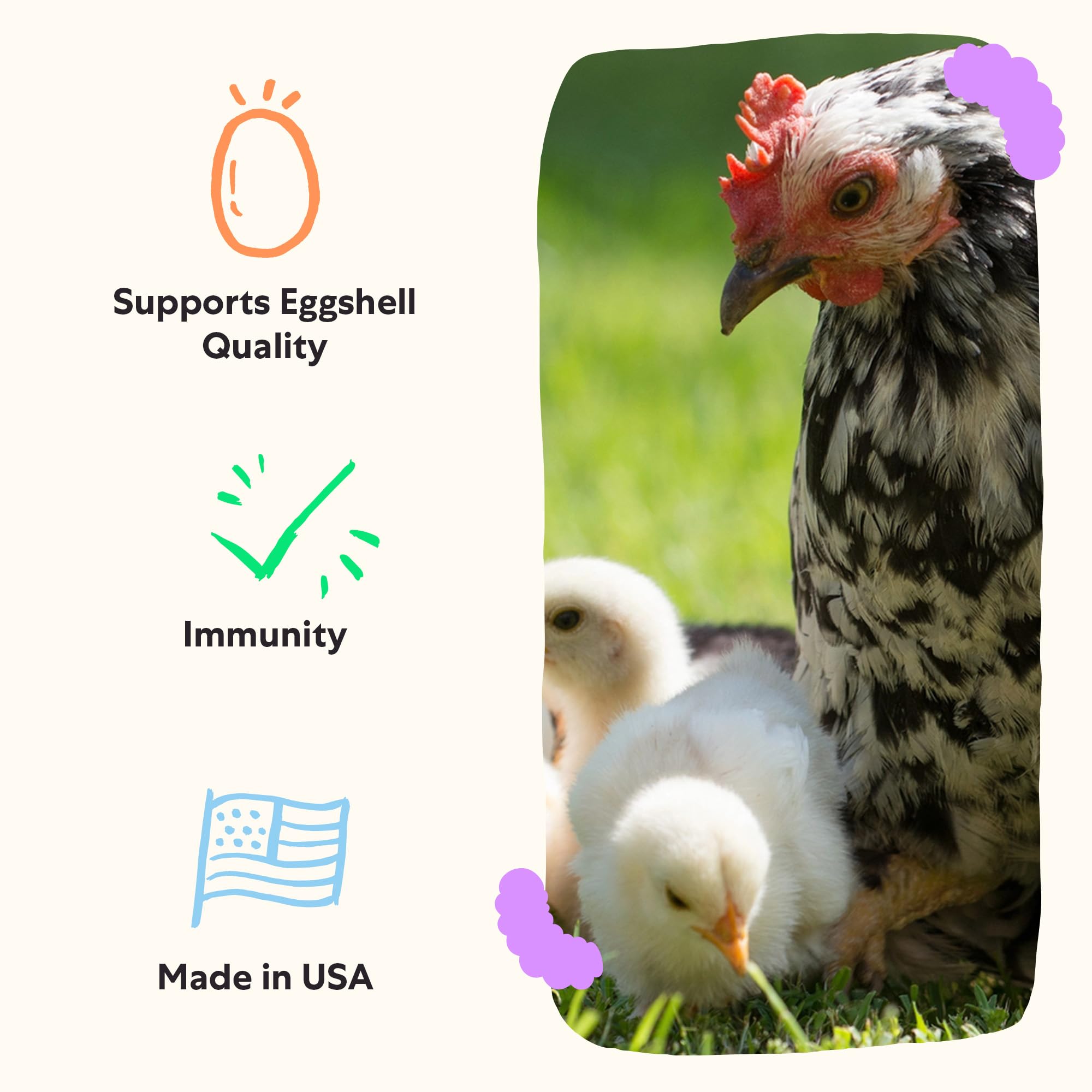 Grubbly Farms immunite-stress poulets, renforce les défenses naturelles.