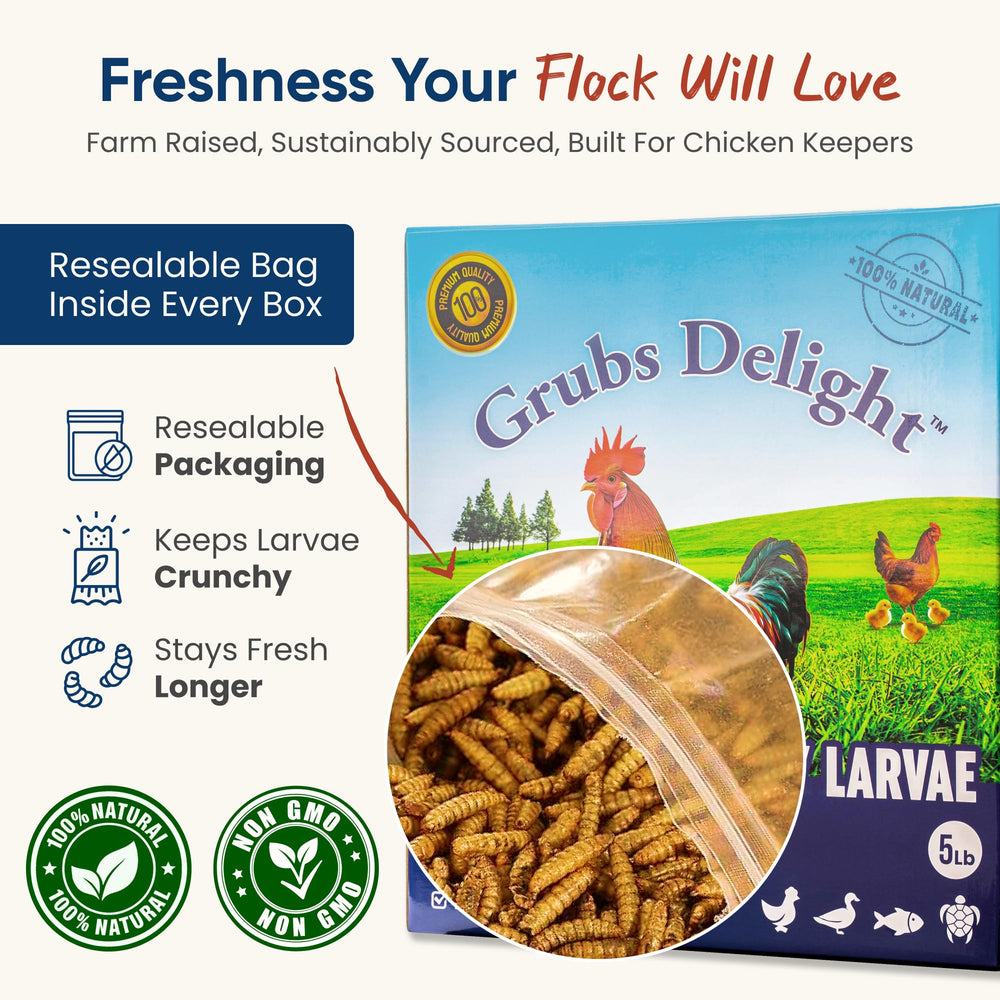 Grubs Delight, plumes brillantes grâce à une alimentation riche.