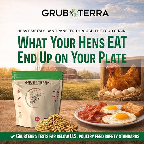 GrubTerra - larves-bsfl dans bol d’alimentation poules, facilité d’usage.
