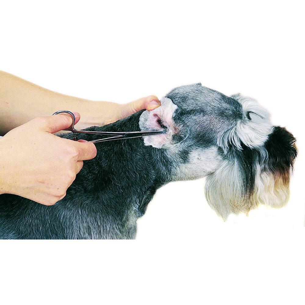 Guardian Gear ProEar Hygiène Auriculaire Chiens : sécurité et confort pour chiens et chiots.