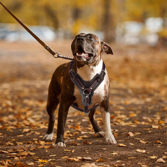 Guiding Star harnais chien cuir avec anneaux nickelés, durabilité renforcée.