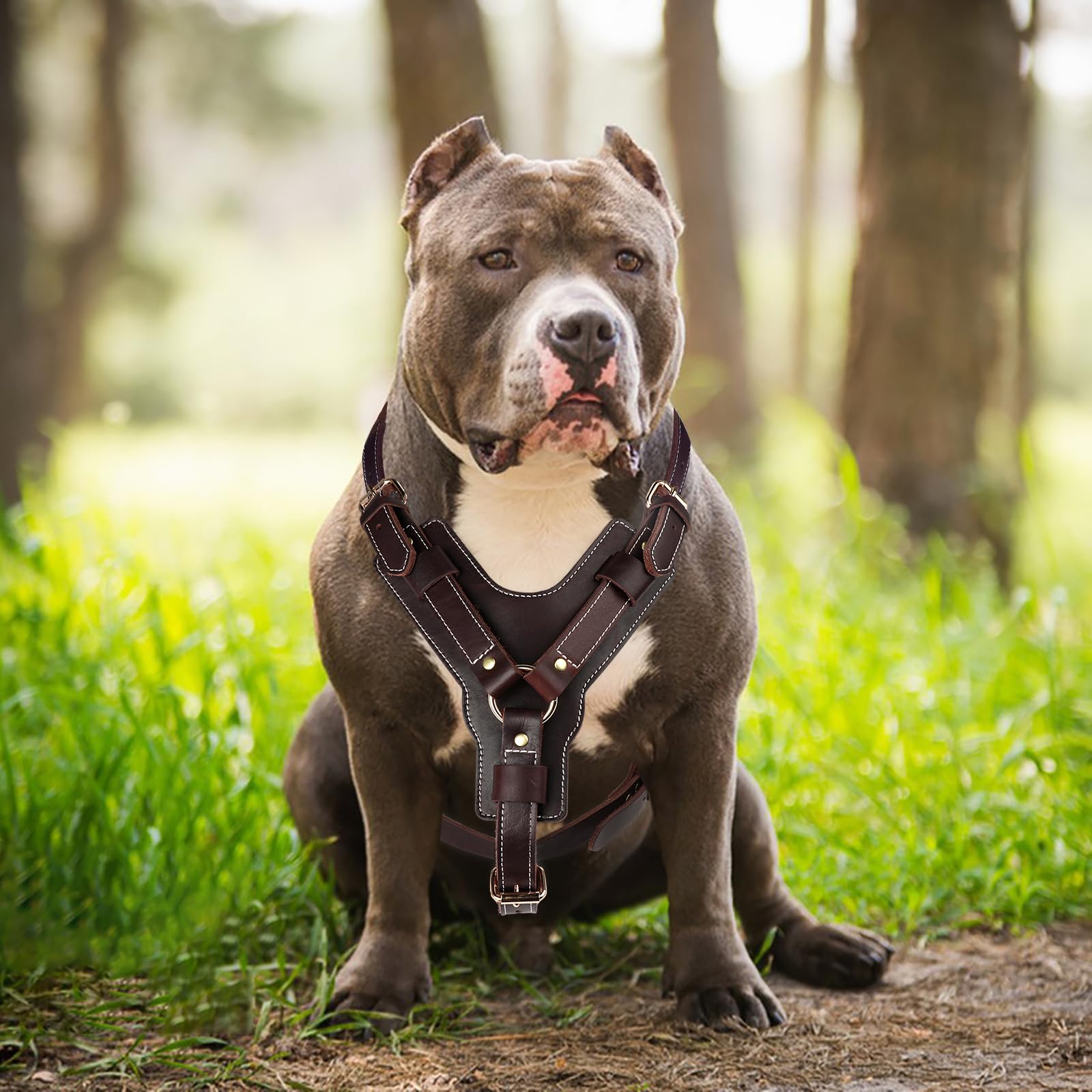Guiding Star harnais chien cuir plein grain, design durable et élégant pour chiens forts.