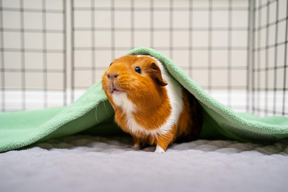GuineaDad Poche creusage intégrée pour exploration ludique.