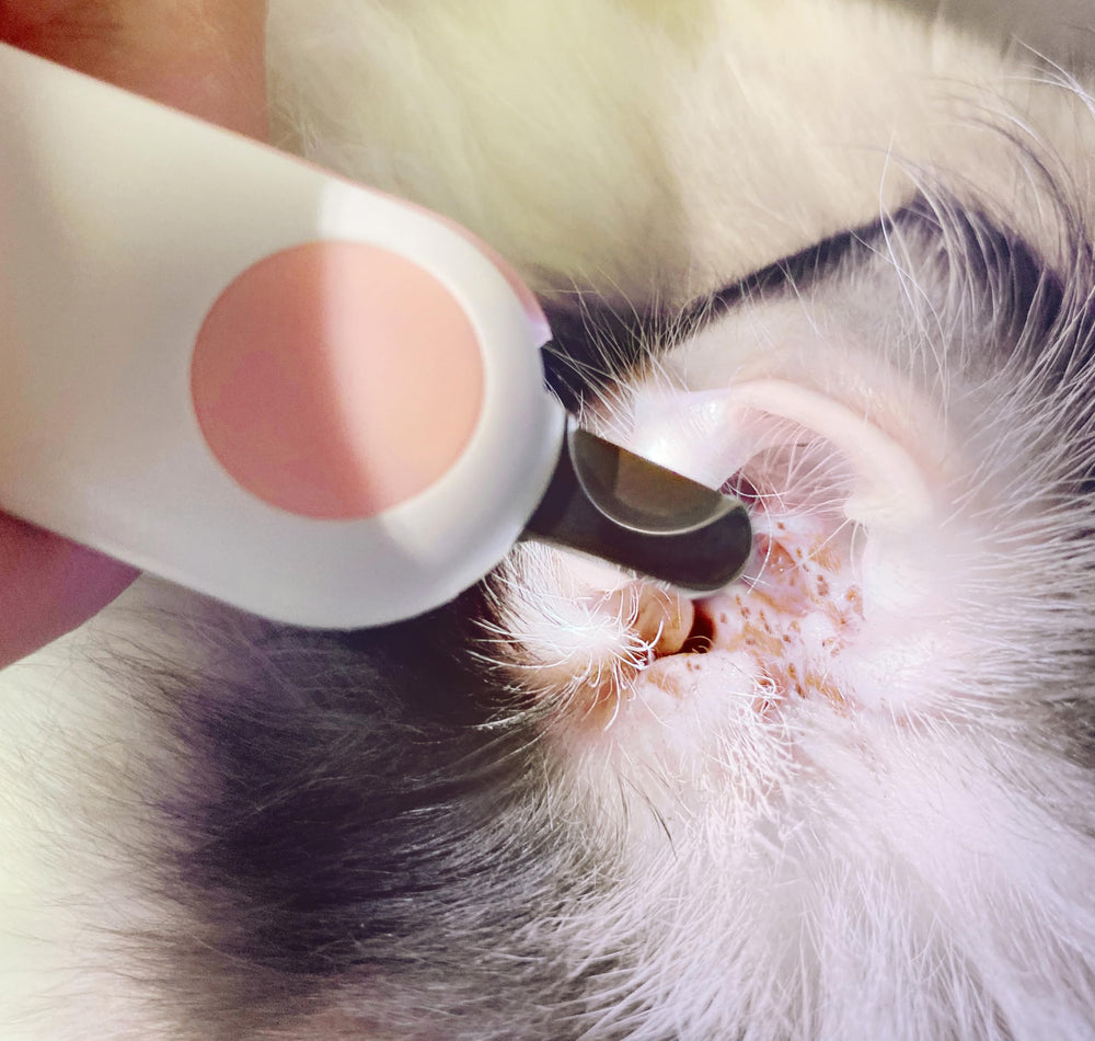 GuLuPets garantie satisfaction et service client réactif après achat.