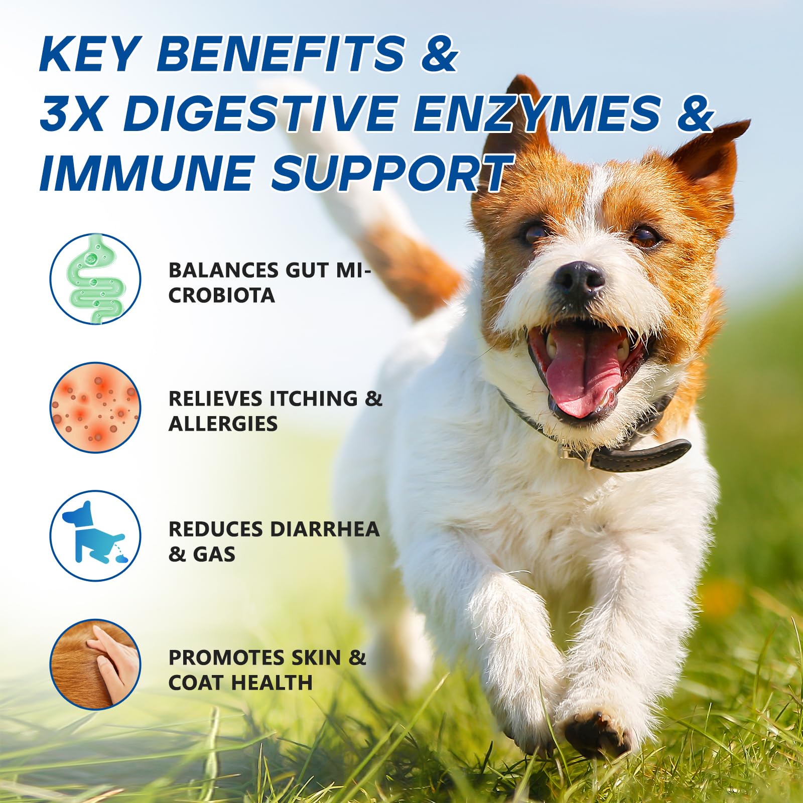 GuruAmi Probiotiques pour Chiens – 4 prébiotiques pour flore intestinale équilibrée