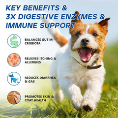 GuruAmi Probiotiques pour Chiens – 4 prébiotiques pour flore intestinale équilibrée