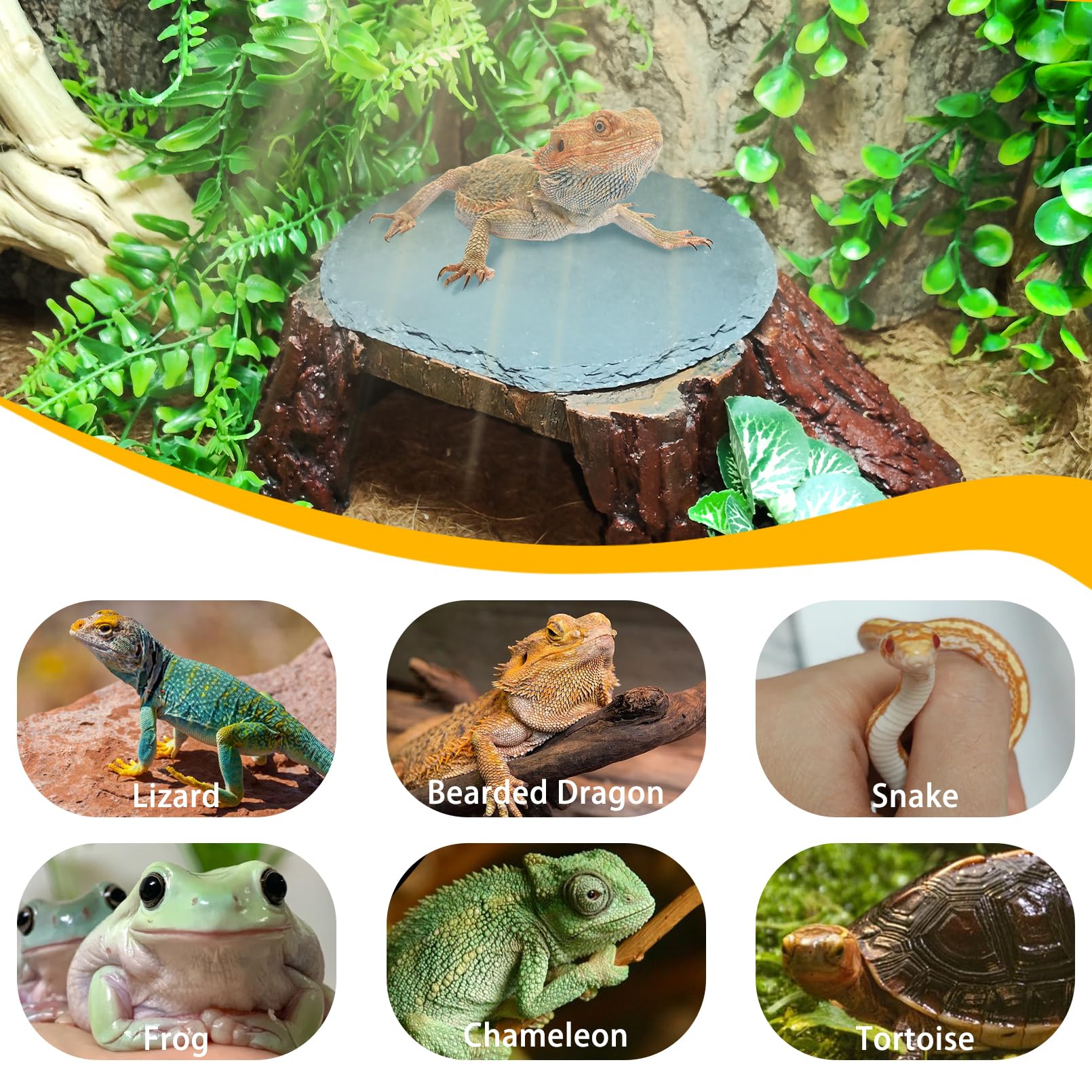 Gxsdj utilisation polyvalente barbu, convient à dragons barbus geckos tortues