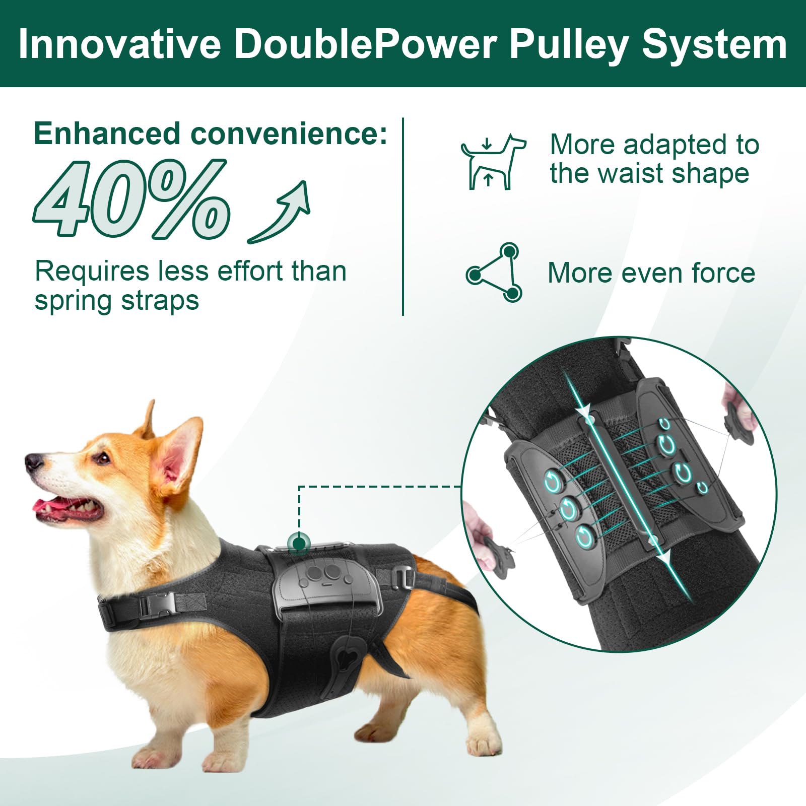 HAGGEMI Attelle dorsale pour chien hernie discale, stabilité ciblée lors des sorties.