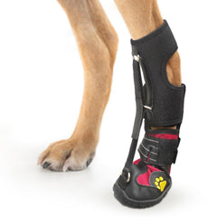 HAGGEMI Attelle pied tombant chien en action, soutien stable et sûr.