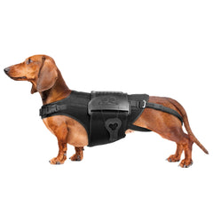 HAGGEMI orthèse dos chien avec support, pour stabilité lors des promenades.