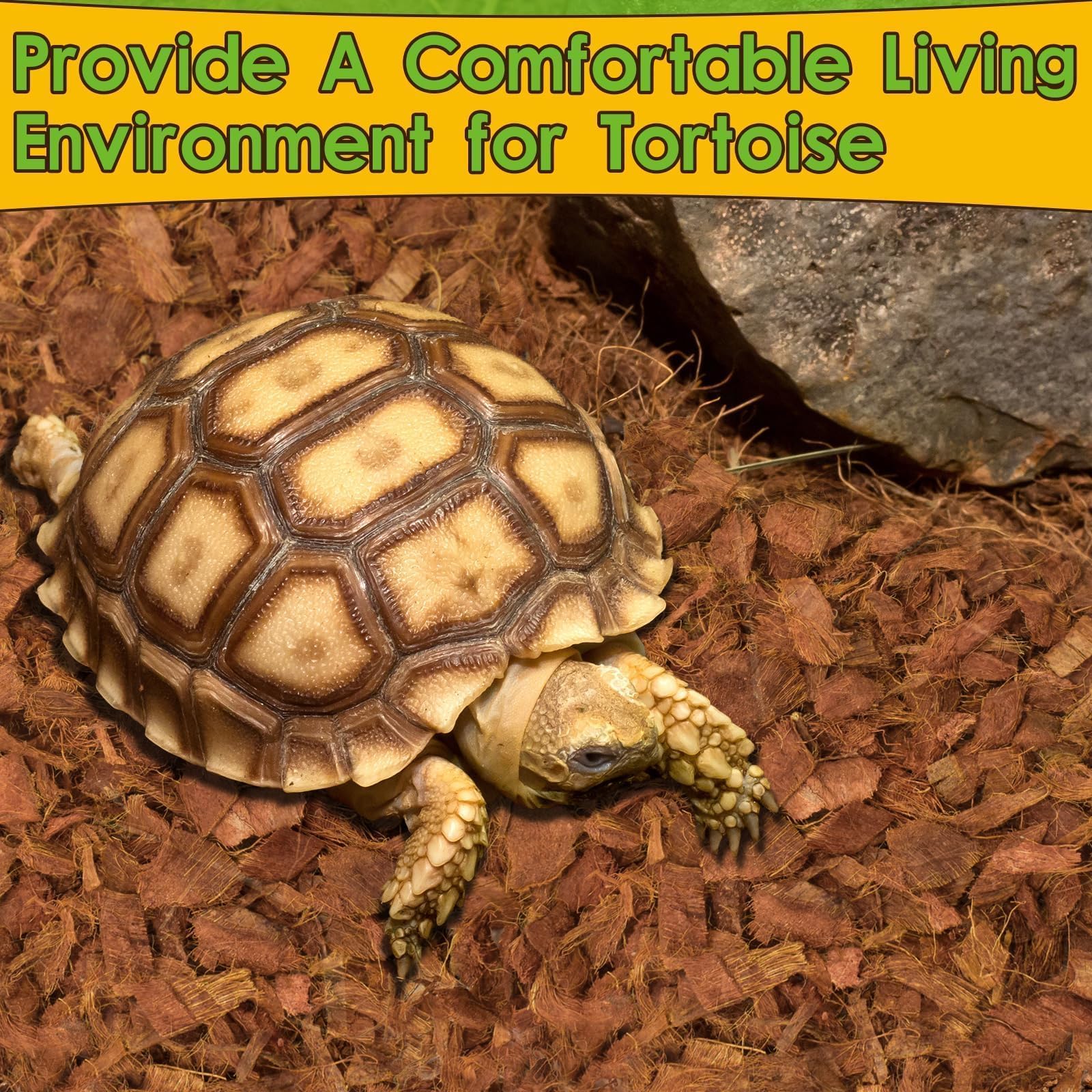 Halatool: habitat terrarium avec humidité stable et entretien facile.