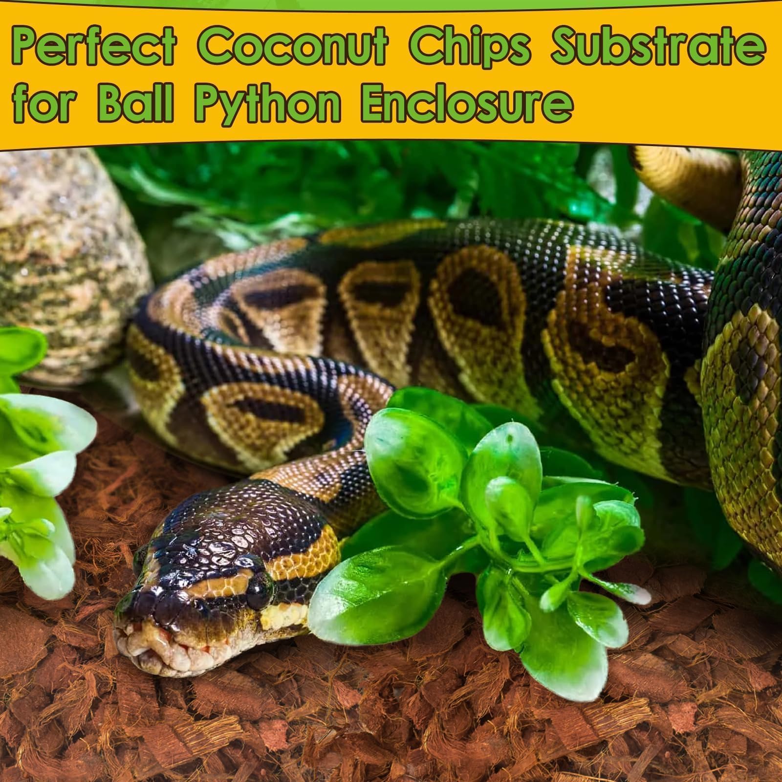 Halatool: préparation rapide du substrat coco pour terrariums variés.