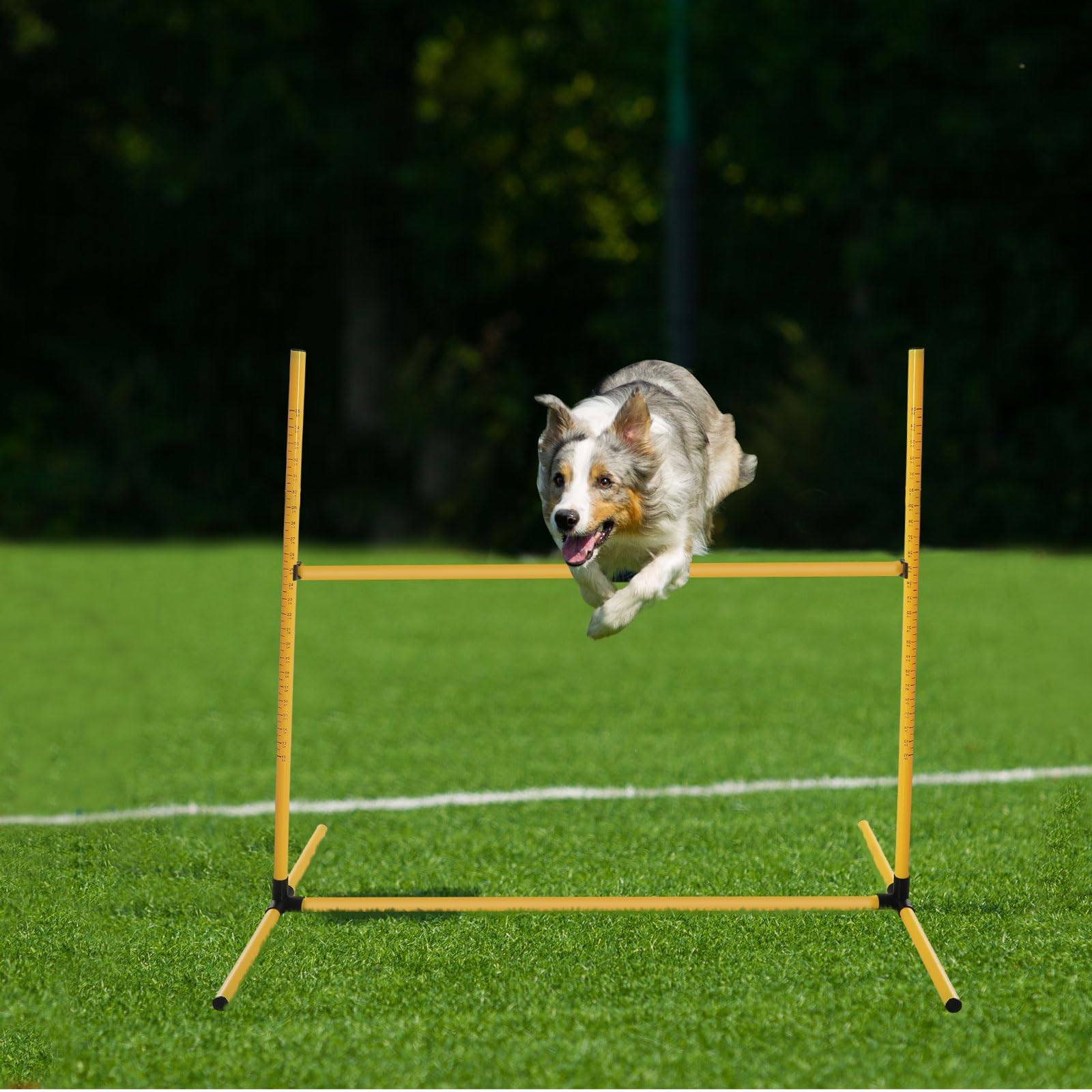 Halloscume sifflet entraînement-chien: guide vocal utile