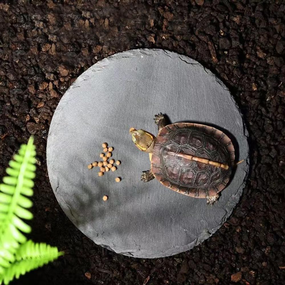 HALONTIN Assiette nourriture ardoise tortue: repas et repos sur la plateforme.