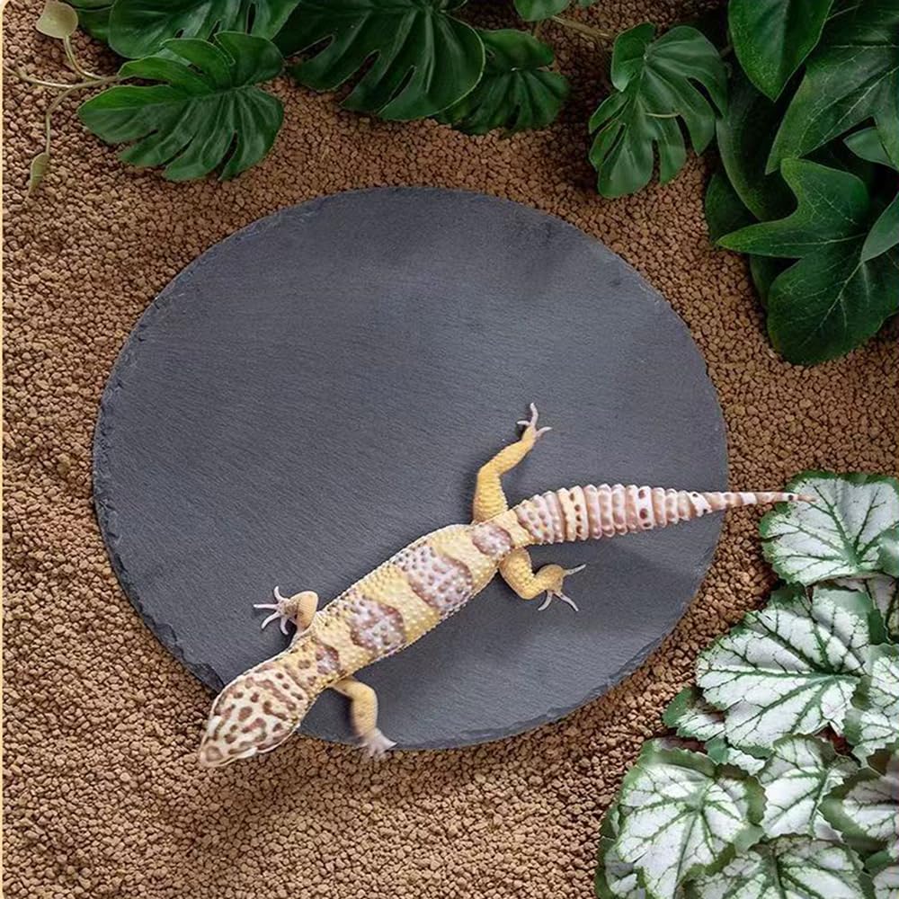 HALONTIN Roches ardoise habitat reptile: absorption légère et humidité modérée.