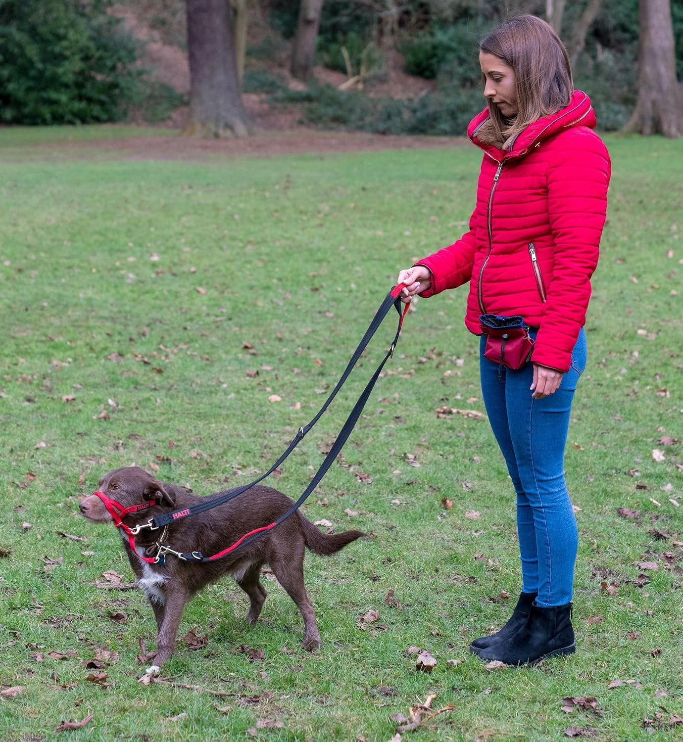 Halti Control Leash, anti-tirage compatible avec tête ou harnais.