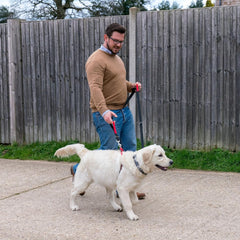 Halti Control Leash, longueur reglable adaptée à la marche et à l'entraînement.
