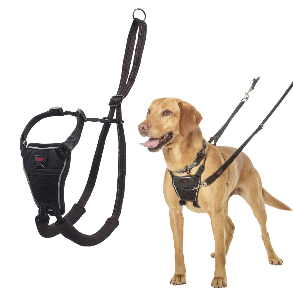 Halti No Pull Harness sur chien en promenade, contrôle avant pour limiter les tirages.