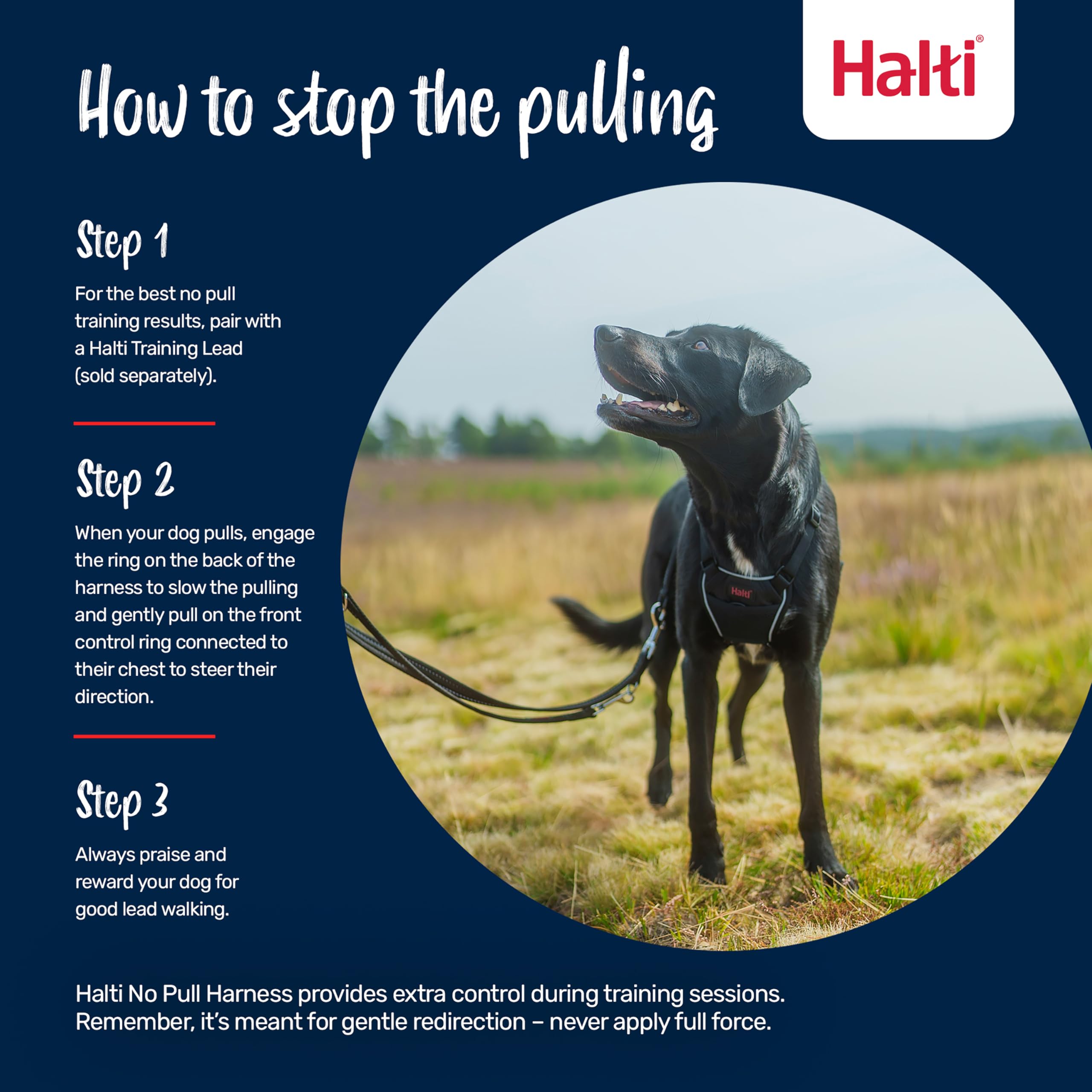 Halti No Pull Harness réfléchissant augmente la visibilité lors des sorties nocturnes.