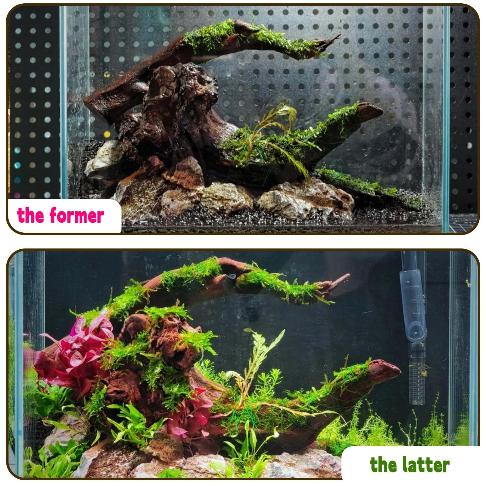Hamiledyi bois flotté pour aquarium, déco terrarium reptile, branche légère.