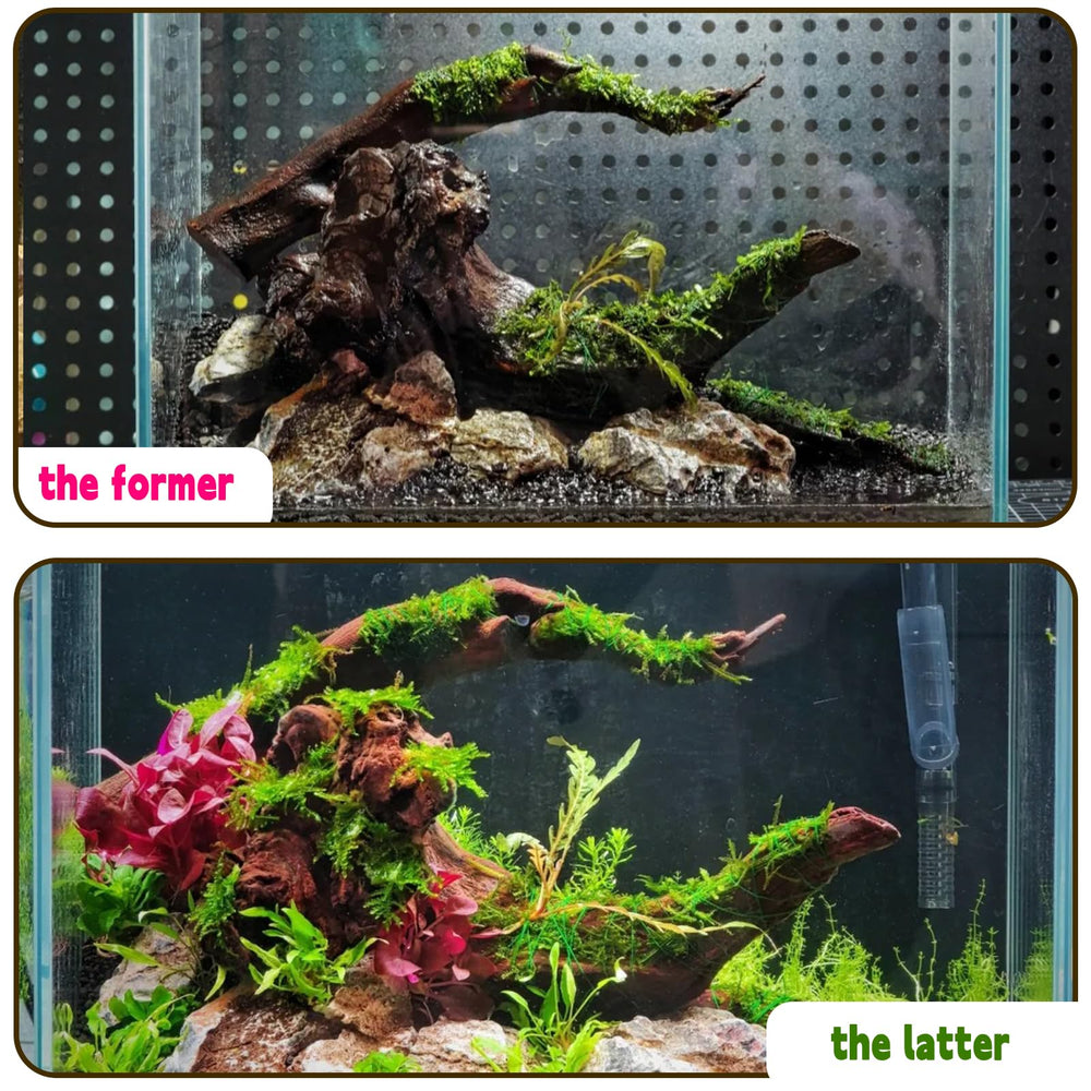 Hamiledyi bois flotté pour aquarium, déco terrarium reptile, branche légère.