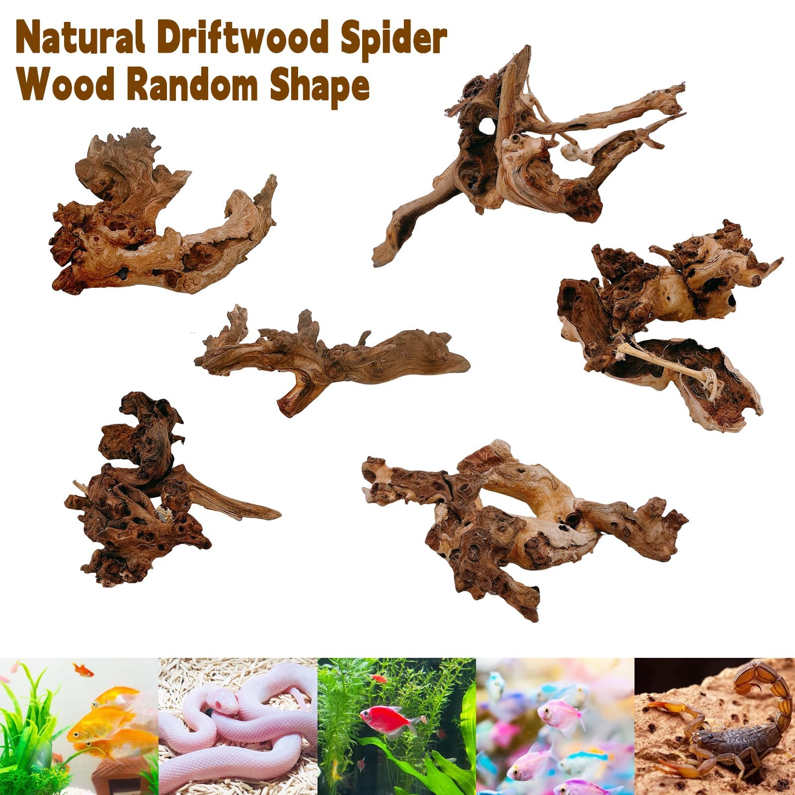 Hamiledyi deco nature ecosysteme aquarium, integration harmonieuse