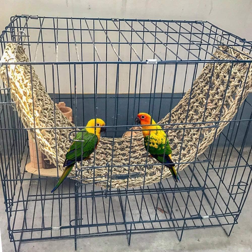 Hamiledyi mur-forage-seagrass-atelier, transforme la cage en espace interactif.