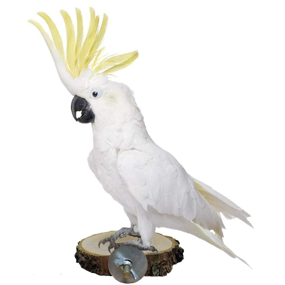 Hamiledyi design naturel qui sublime l’esthétique de la cage.