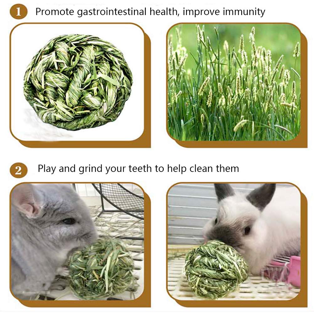 Petit animal joueur avec une balle Hamiledyi en herbe Timothy.