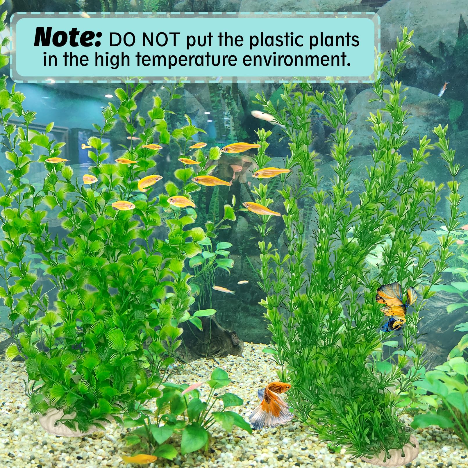 Plantes Hamiledyi adaptées pour eau douce et eau salée dans divers aquariums.