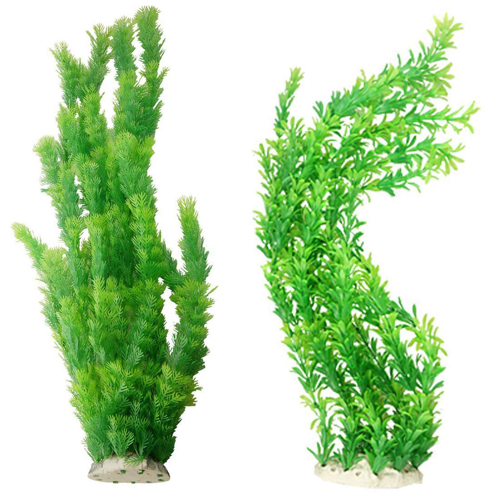 Hamiledyi, plante d'aquarium verte grand décor, impressionnante et naturelle.