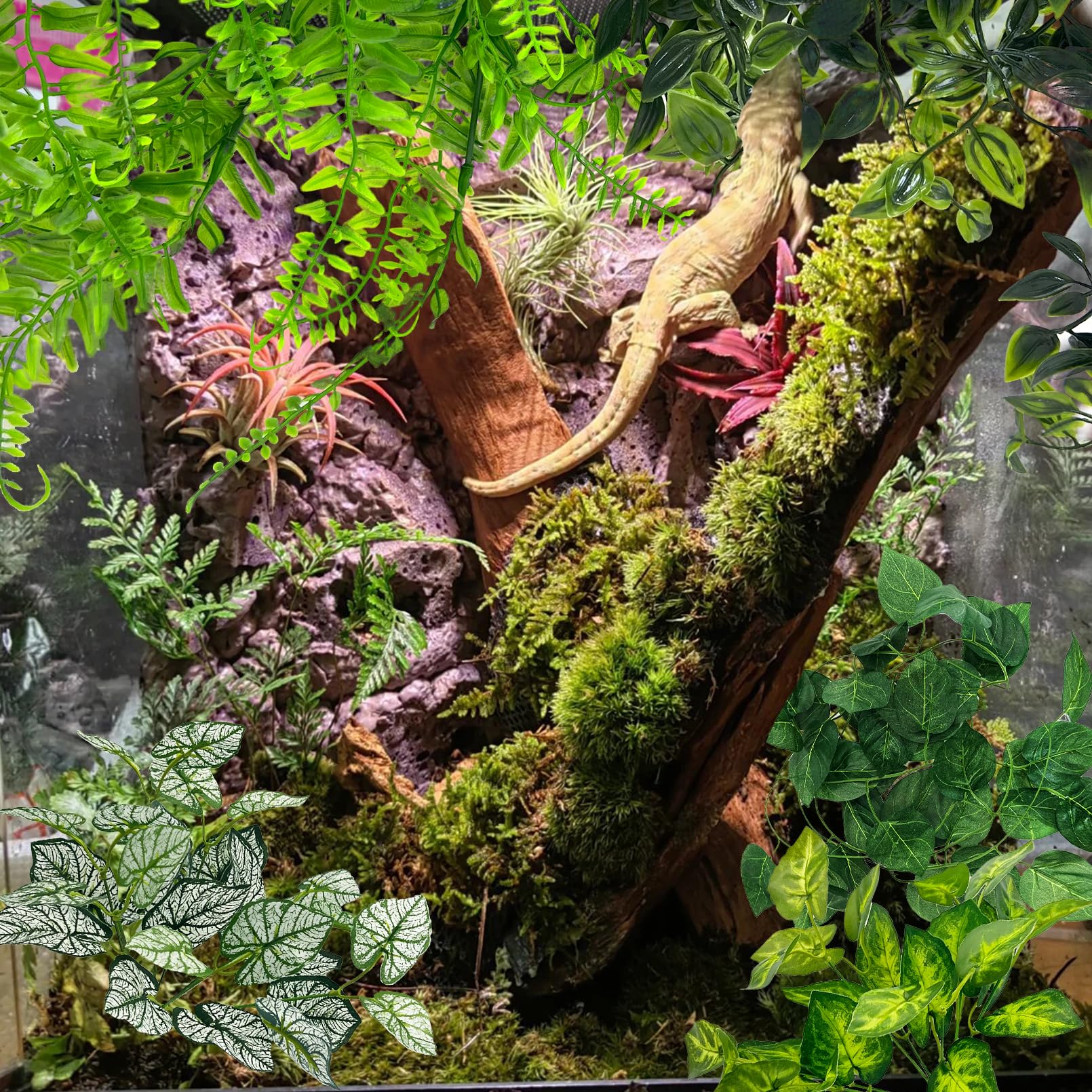Hamiledyi feuillage vert reptile, pièce unique pour verdir le terrarium.