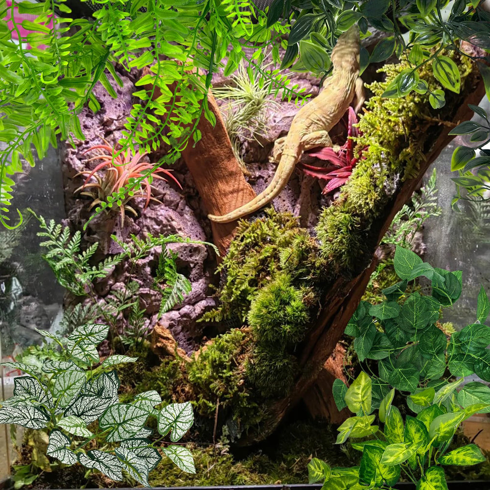 Hamiledyi feuillage vert reptile, pièce unique pour verdir le terrarium.